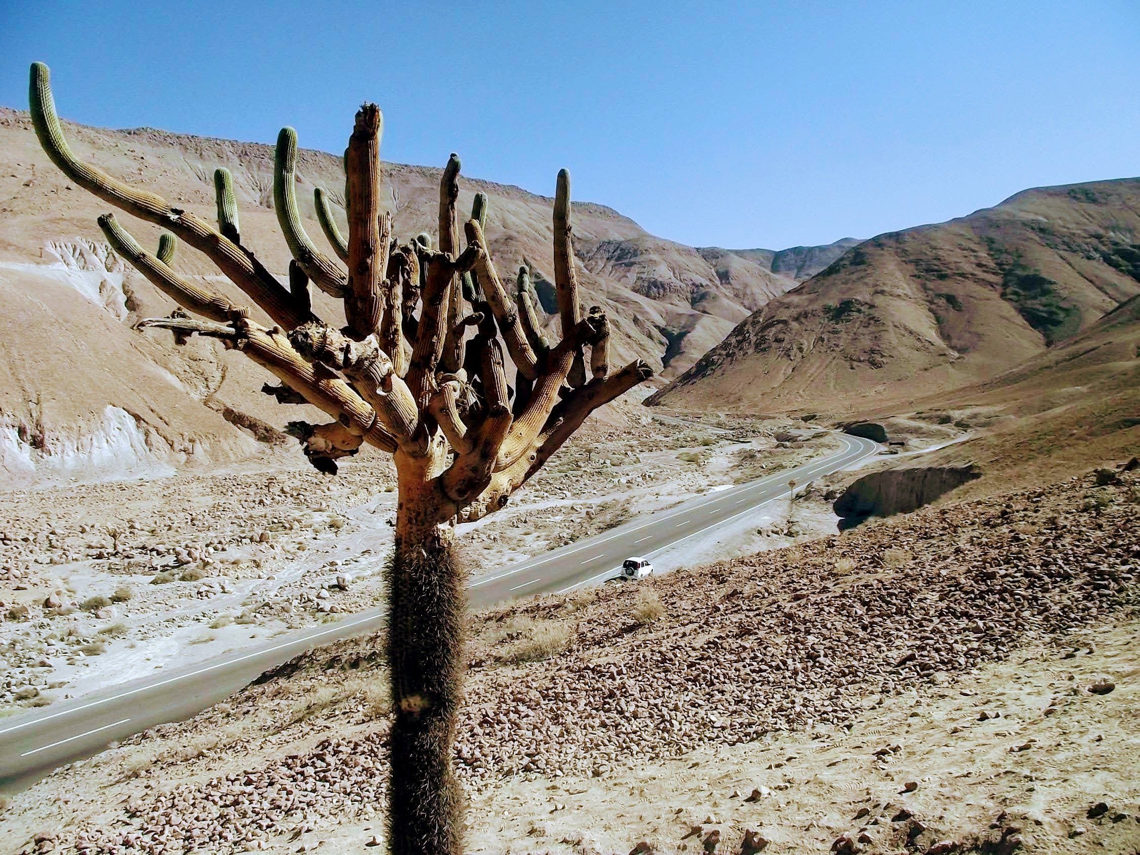 cactus candelabro